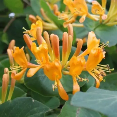 Жимолость ТЕЛЬМАНА в Подольске