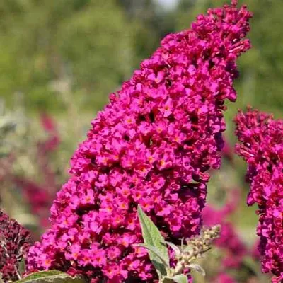 Буддлея давида РОЯЛ РЕД в Подольске