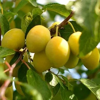 Слива ОЧАКОВСКАЯ ЖЕЛТАЯ  Слива ОЧАКОВСКАЯ ЖЕЛТАЯ в Подольске