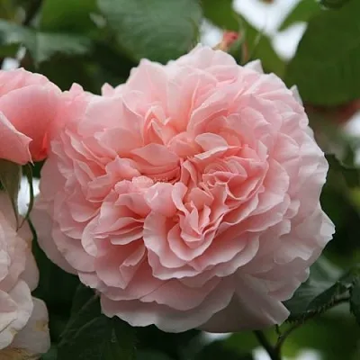 Саженцы роз РОЗ ДЕ ТОЛБИАК плетистая  Саженцы роз РОЗ ДЕ ТОЛБИАК плетистая в Подольске