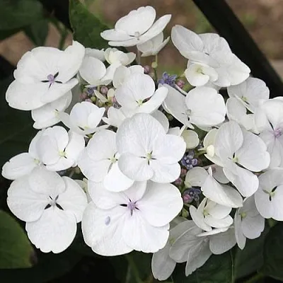 Гортензия ЛИБЕЛЛЕ крупнолистная  Гортензия ЛИБЕЛЛЕ крупнолистная в Подольске
