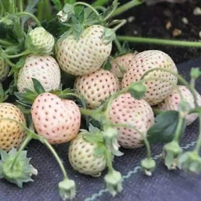 Клубника АНАНАСА ремонтантная — описание сорта Клубника АНАНАСА ремонтантная в Подольске