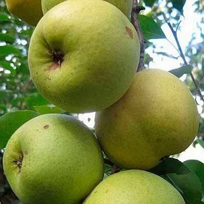 Груша РОГНЕДА  Груша РОГНЕДА в Подольске