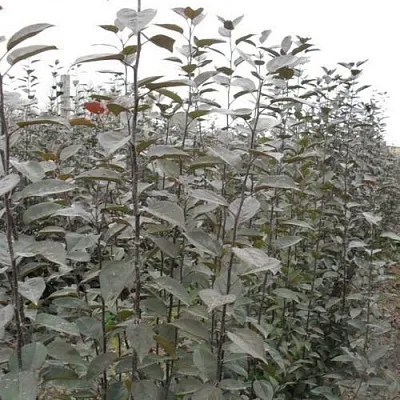 Подвой яблони 54-118  Подвой яблони 54-118 в Подольске