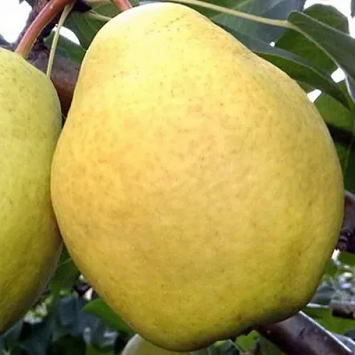 Груша ОСЕННИЙ ВЕЛИКАН  Груша ОСЕННИЙ ВЕЛИКАН в Подольске