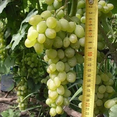 Виноград АНАНАСНЫЙ РАННИЙ  Виноград АНАНАСНЫЙ РАННИЙ в Подольске