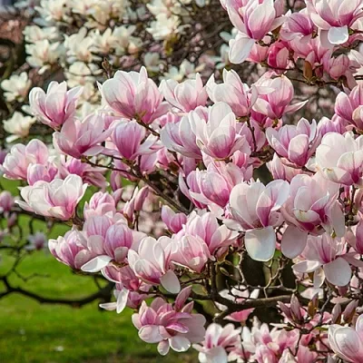 Магнолия  Магнолия в Подольске