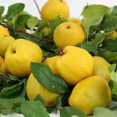 Айва ЯПОНСКАЯ  Айва ЯПОНСКАЯ в Подольске