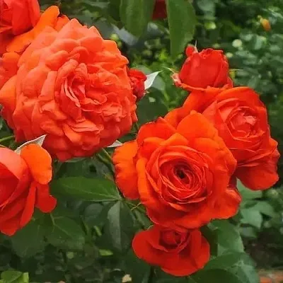 Саженцы роз МАЙНТАУЭР плетистая  Саженцы роз МАЙНТАУЭР плетистая в Подольске