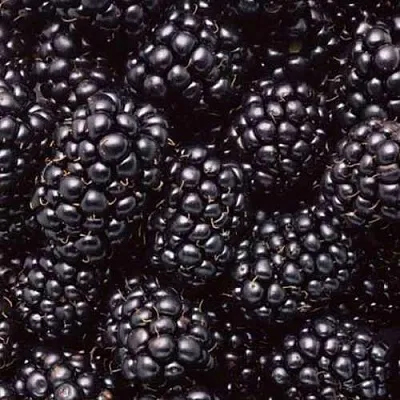 Ежевика ОРКАН бесшипная  Ежевика ОРКАН бесшипная в Подольске