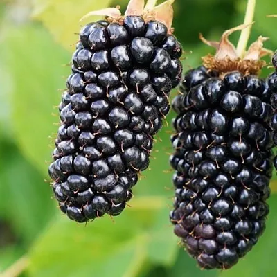 Ежевика КОЛАМБИЯ ГИГАНТ бесшипная  Ежевика КОЛАМБИЯ ГИГАНТ бесшипная в Подольске