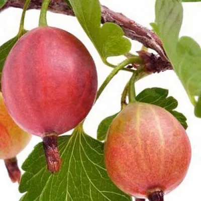 Крыжовник ЯРКИЙ  Крыжовник ЯРКИЙ в Подольске