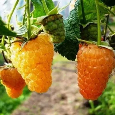 Малина ОРАНЖЕВОЕ ЧУДО  Малина ОРАНЖЕВОЕ ЧУДО в Подольске