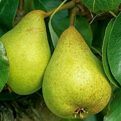 Груша Г-6 колонновидная  Груша Г-6 колонновидная в Подольске