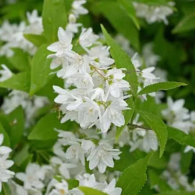 Дейция шершавая в Подольске