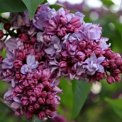 Сирень П.П.КОНЧАЛОВСКИЙ  Сирень П.П.КОНЧАЛОВСКИЙ в Подольске