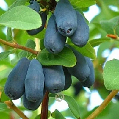 Жимолость съедобная ЮГАНА в Подольске