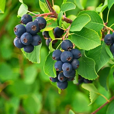 Ирга КОЛОСИСТАЯ в Подольске