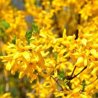 Форзиция  Форзиция в Подольске