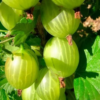 Крыжовник МАЛАХИТ  Крыжовник МАЛАХИТ в Подольске