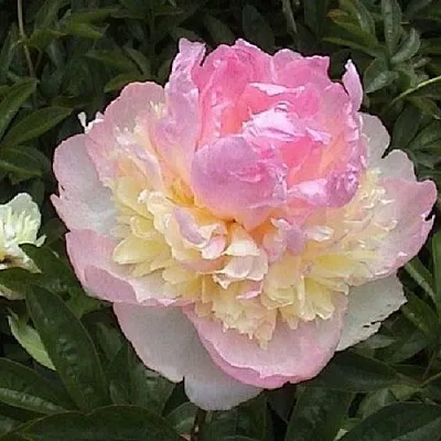 Пион РАСБЕРРИ САНДЕЙ травянистый в Подольске