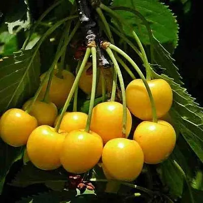 Черешня ЧЕРМАШНАЯ  Черешня ЧЕРМАШНАЯ в Подольске