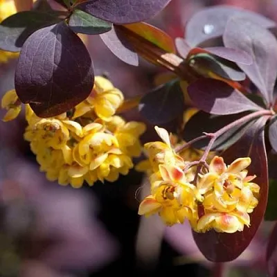 Барбарис  Барбарис в Подольске