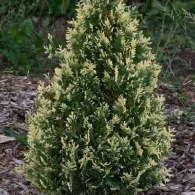 Туя БРАБАНТ ВАРИЕГАТТА западная — описание сорта Туя БРАБАНТ ВАРИЕГАТТА западная в Подольске