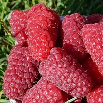 Малина САМОСВАЛ  Малина САМОСВАЛ в Подольске