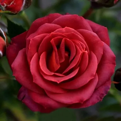 Саженцы роз ЧОКОЧИНО спрей  Саженцы роз ЧОКОЧИНО спрей в Подольске