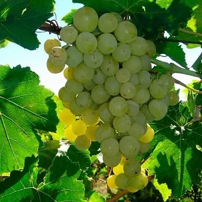 Виноград КИШМИШ МУСКАТНЫЙ  Виноград КИШМИШ МУСКАТНЫЙ в Подольске