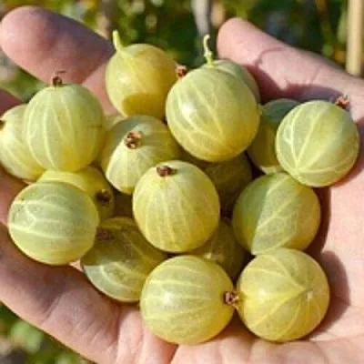 Крыжовник БЕРИЛЛ  Крыжовник БЕРИЛЛ в Подольске