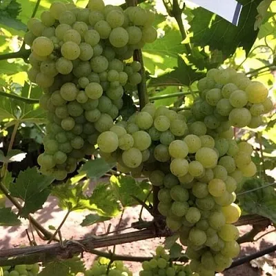 Виноград КИШМИШ 311  Виноград КИШМИШ 311 в Подольске