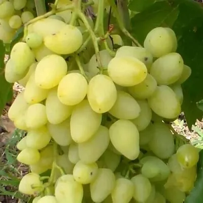 Виноград ЗАРНИЦА  Виноград ЗАРНИЦА в Подольске