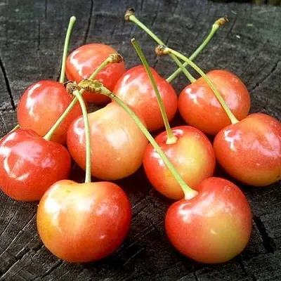 Черешня ЮЛИЯ  Черешня ЮЛИЯ в Подольске