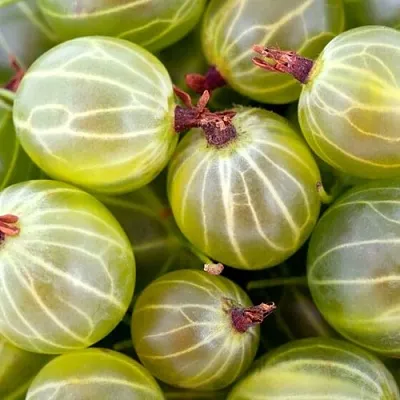 Крыжовник  в Подольске