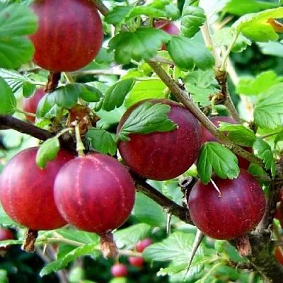 Крыжовник КОНСУЛ  Крыжовник КОНСУЛ в Подольске