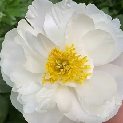 Пион ДУБЛИН травянистый в Подольске