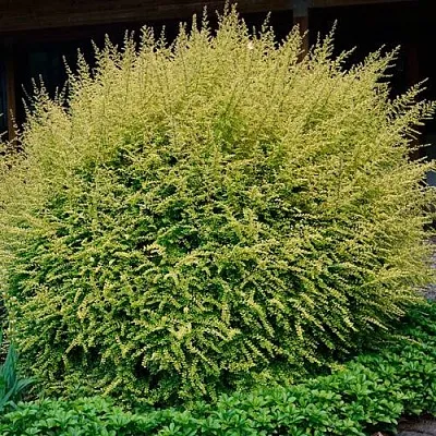 Жимолость  Жимолость в Подольске