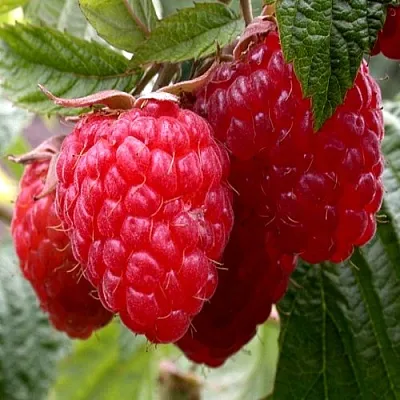 Малина КВЕЛЛИ  Малина КВЕЛЛИ в Подольске