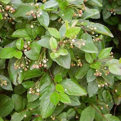 Кизильник блестящий в Подольске