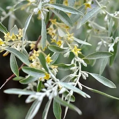 Лох  Лох в Подольске