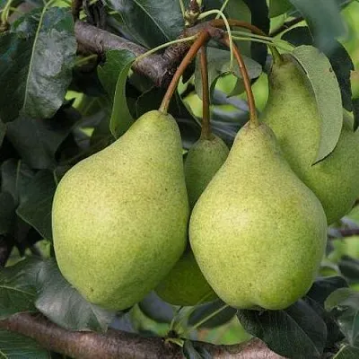 Груша ОРЛОВСКАЯ ЛЕТНЯЯ  Груша ОРЛОВСКАЯ ЛЕТНЯЯ в Подольске