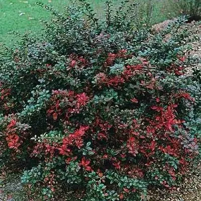 Барбарис РЕД ДЖЕВЕЛ средний   Барбарис РЕД ДЖЕВЕЛ средний  в Подольске