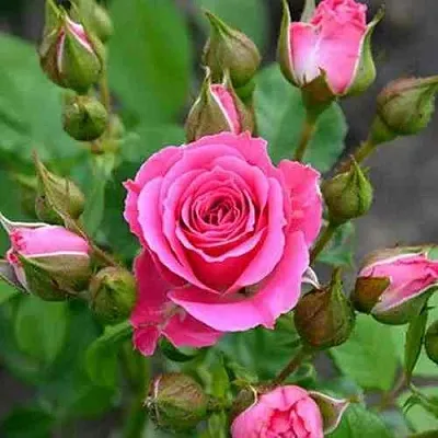 Саженцы роз ЛАВЛИ ЛИДИЯ спрей  Саженцы роз ЛАВЛИ ЛИДИЯ спрей в Подольске