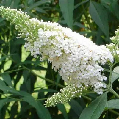 Буддлея давида ВАЙТ ПРОФЬЮЖН в Подольске