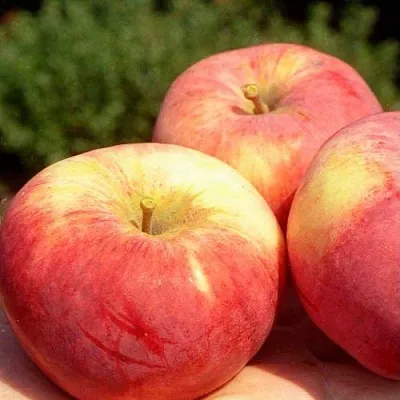 Яблоня ОРЛОВИМ  Яблоня ОРЛОВИМ в Подольске