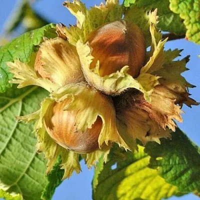 Фундук ТОНДА РОМАНА  Фундук ТОНДА РОМАНА в Подольске