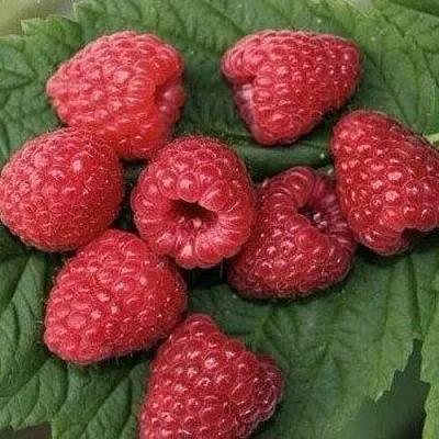 Малина ЗЮГАНА  Малина ЗЮГАНА в Подольске