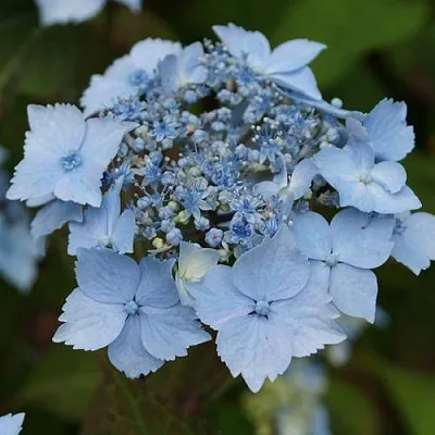 Гортензия БЛЮ ДЕКЛ пильчатая  Гортензия БЛЮ ДЕКЛ пильчатая в Подольске